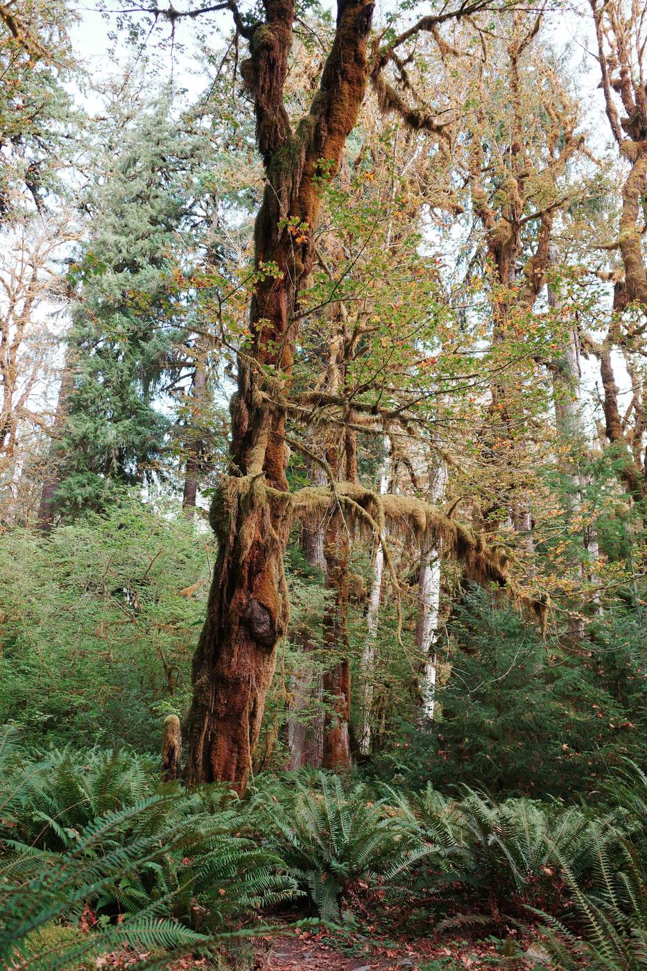 Pacific NW, photograph 91