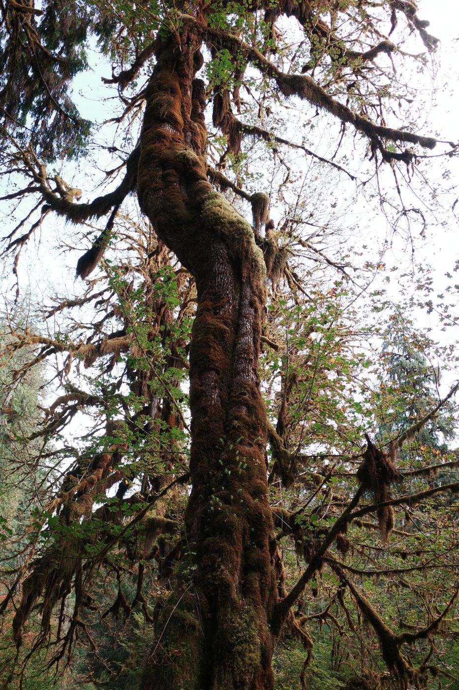 Pacific NW, photograph 92