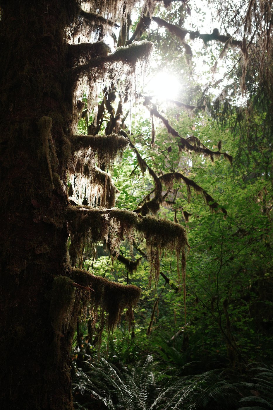 Pacific NW, photograph 93