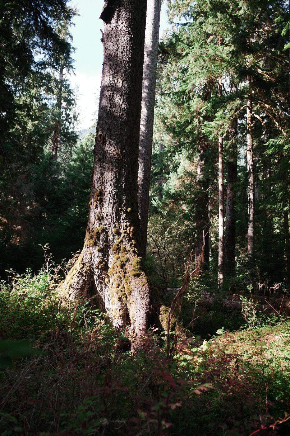 Pacific NW, photograph 97