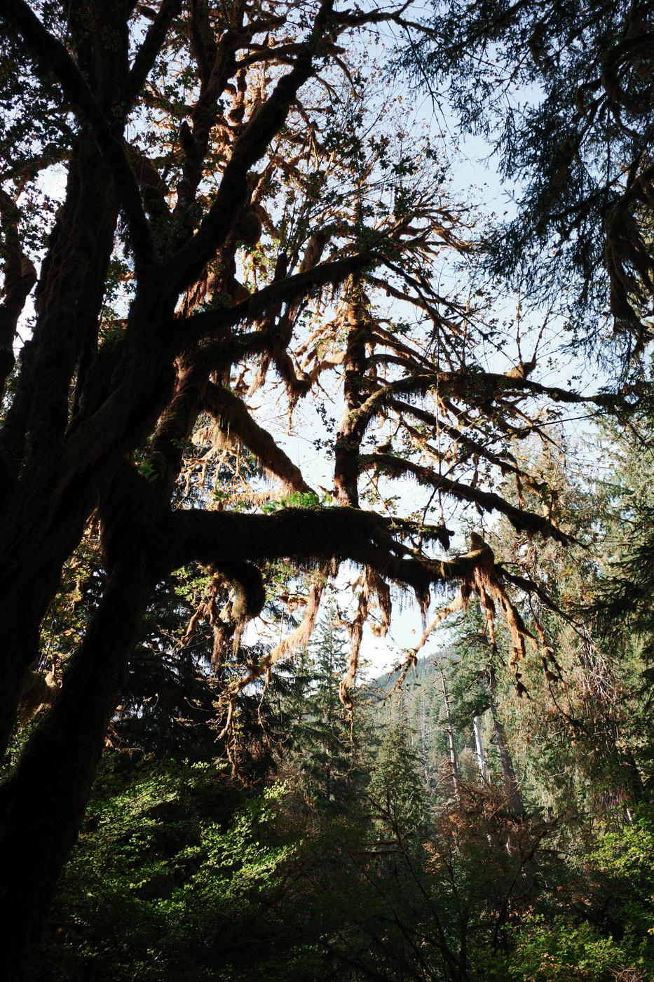 Pacific NW, photograph 98