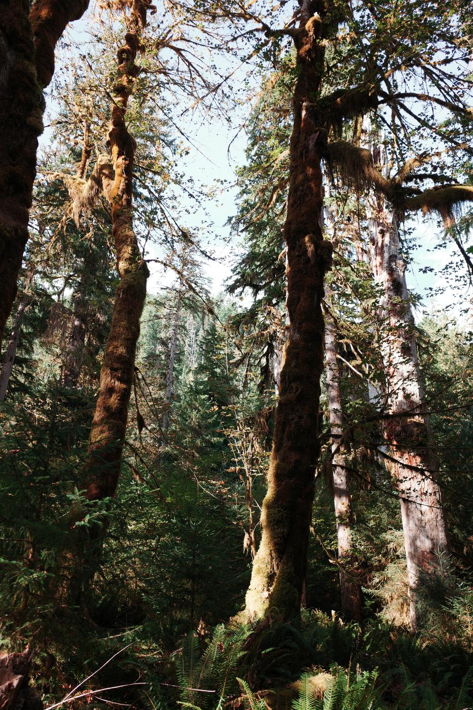 Pacific NW, photograph 99